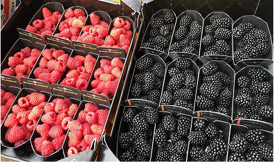 Fresh Berries in containers