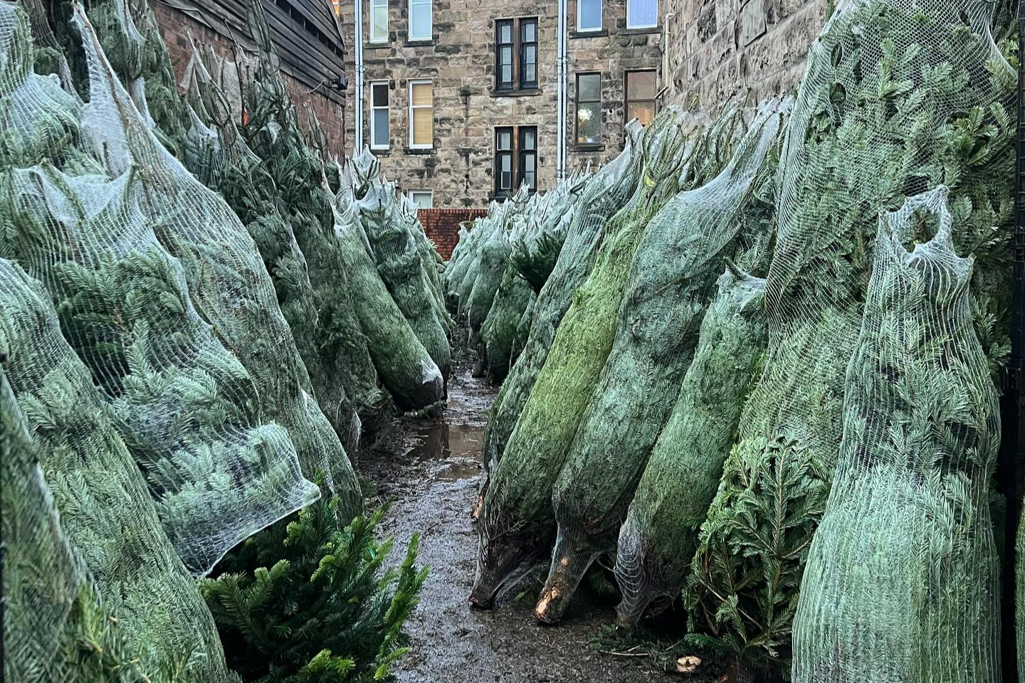 Christmas Trees